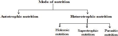 Life Processes Class 10 Notes Science Chapter 5